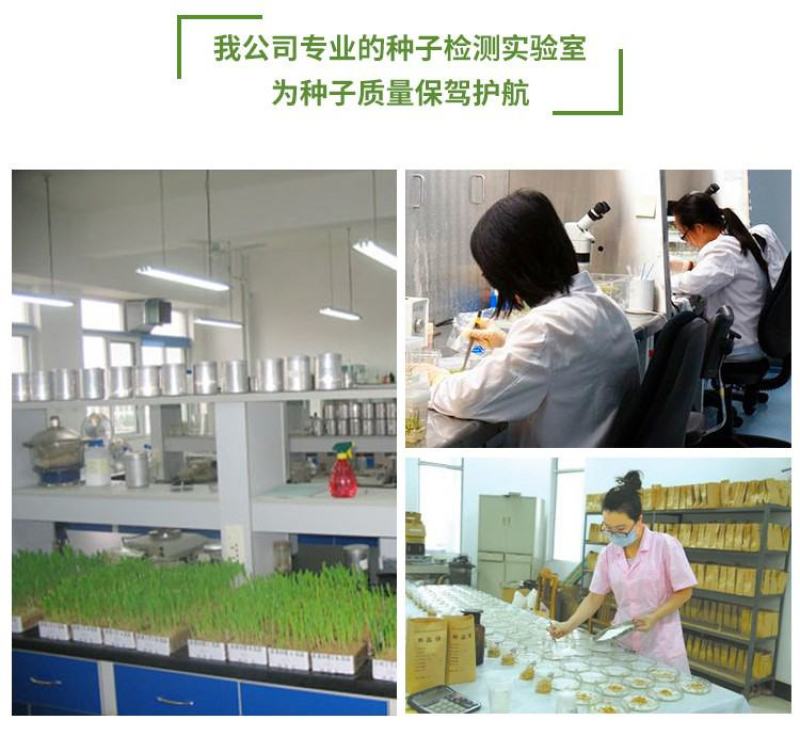 进口种子美国四季青草籽高羊茅草种护坡草籽黑麦草耐寒耐旱耐