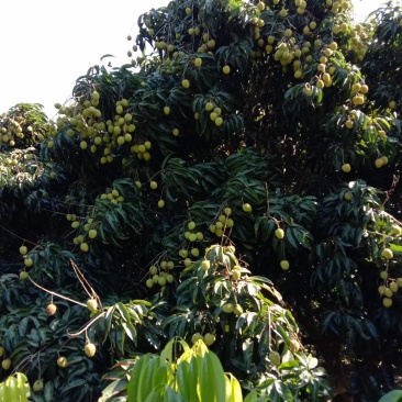 百年老树蜜糖荔枝，还有半个月海量上市，外加经营黄皮等无忧