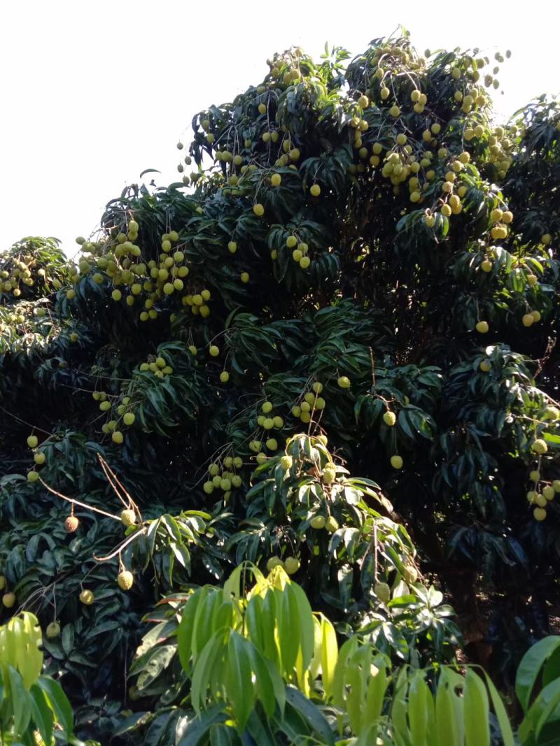 百年老树蜜糖荔枝，还有半个月海量上市，外加经营黄皮等无忧