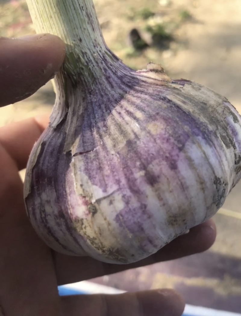 山东省东明县大蒜产区新鲜大蒜预销中市场货包地块