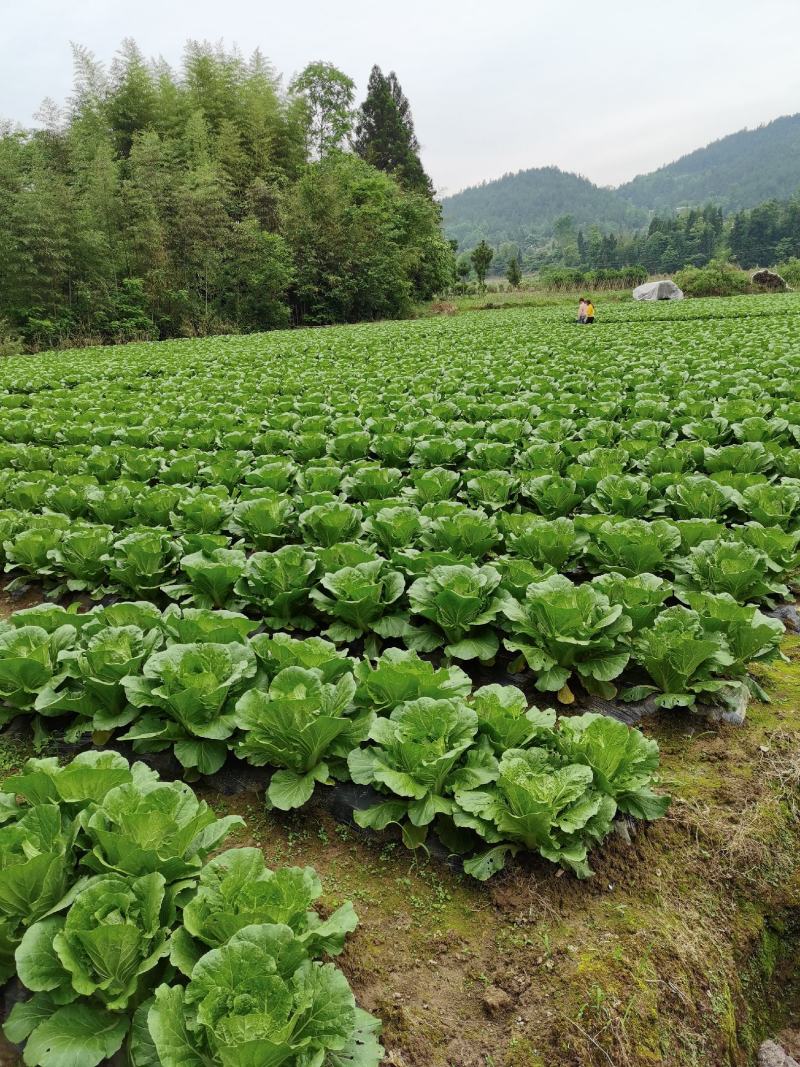 高山精品大白菜