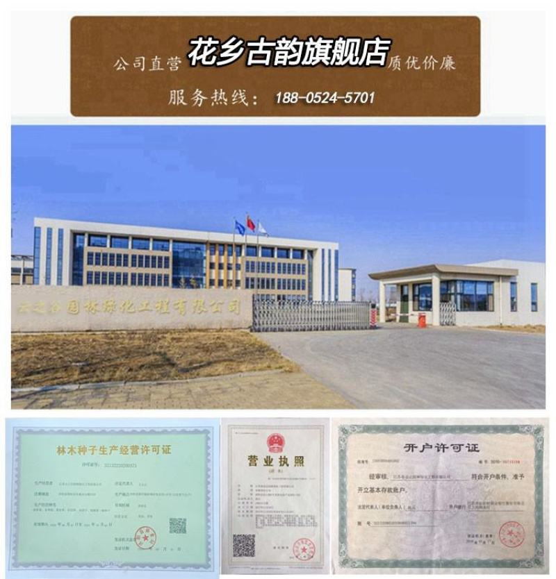进口种子美国四季青草籽高羊茅草种护坡草籽黑麦草耐寒耐旱耐