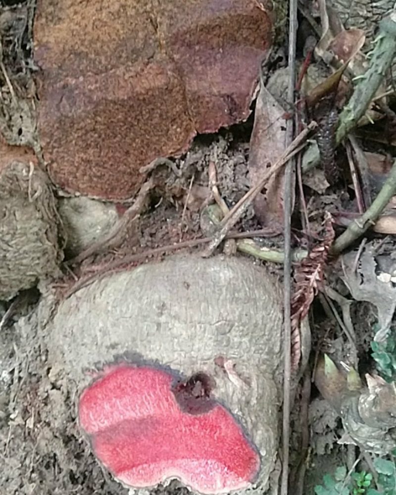 红药子包邮