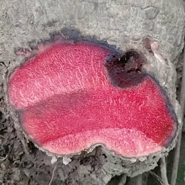 红药子包邮