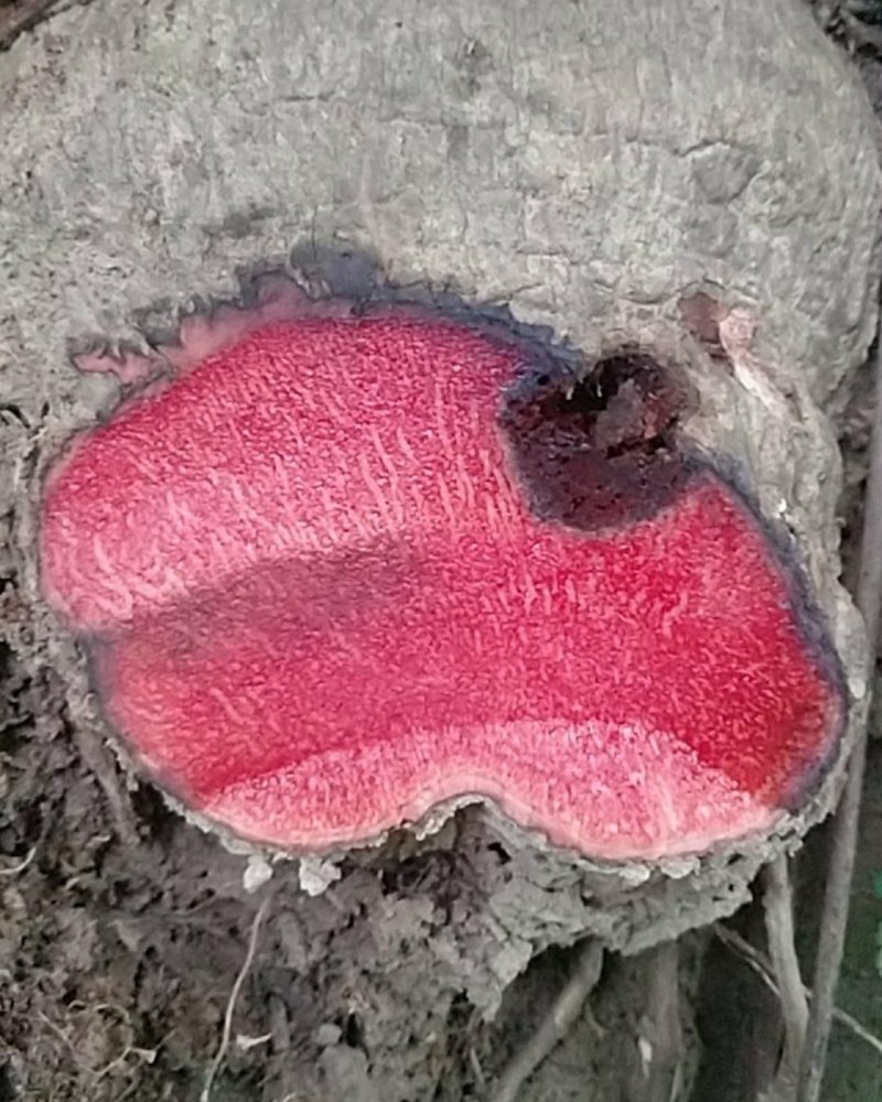 红药子包邮