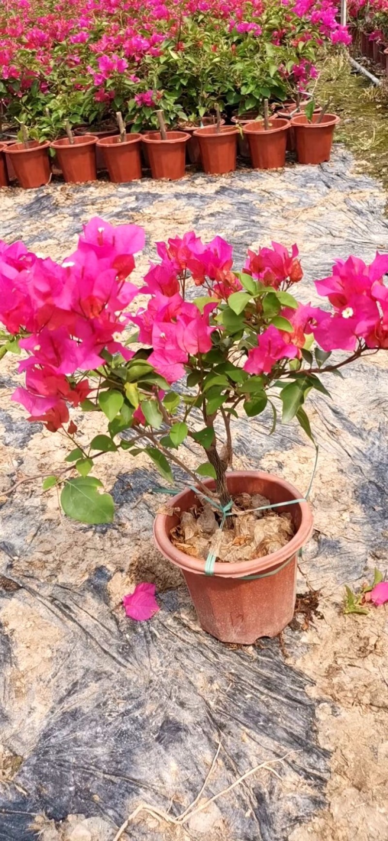 水红三角梅盆苗，枝繁叶茂，一年四季都开花