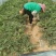 甘肃头茬无籽美都麒麟西瓜产地代发大量供应质量三包