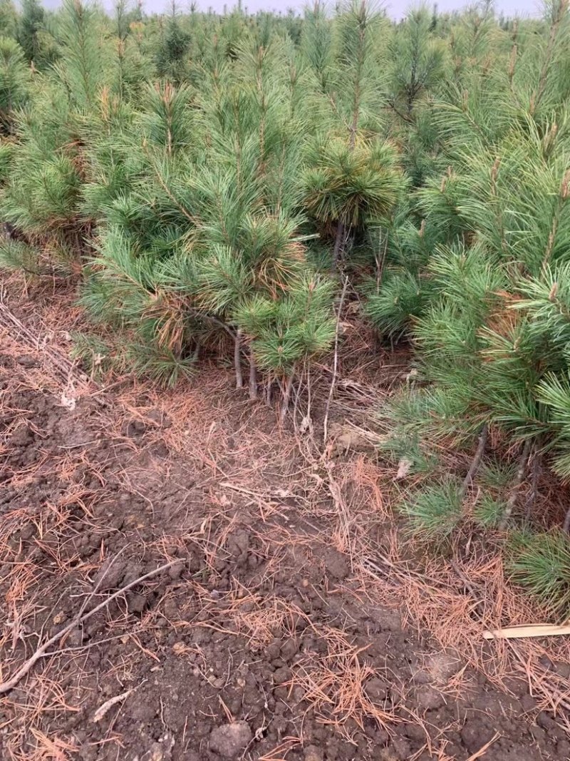 红松八十到一米半大树苗