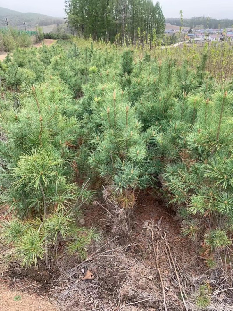 红松八十到一米半大树苗
