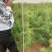 红松八十到一米半大树苗