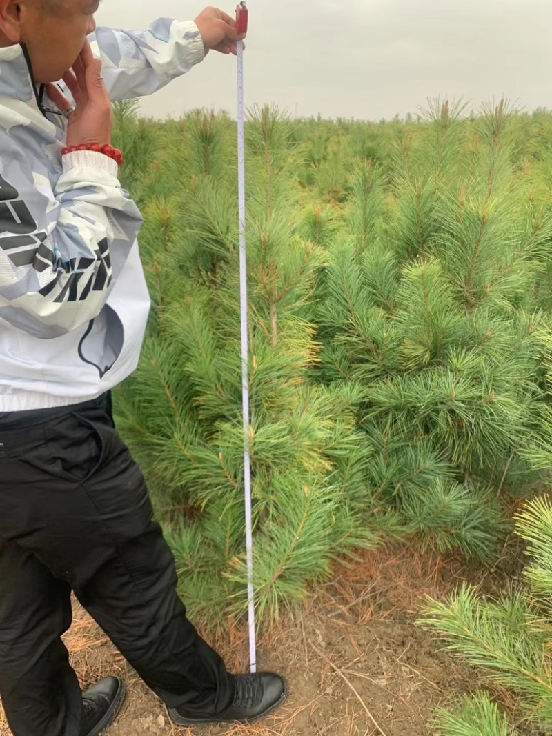 红松八十到一米半大树苗