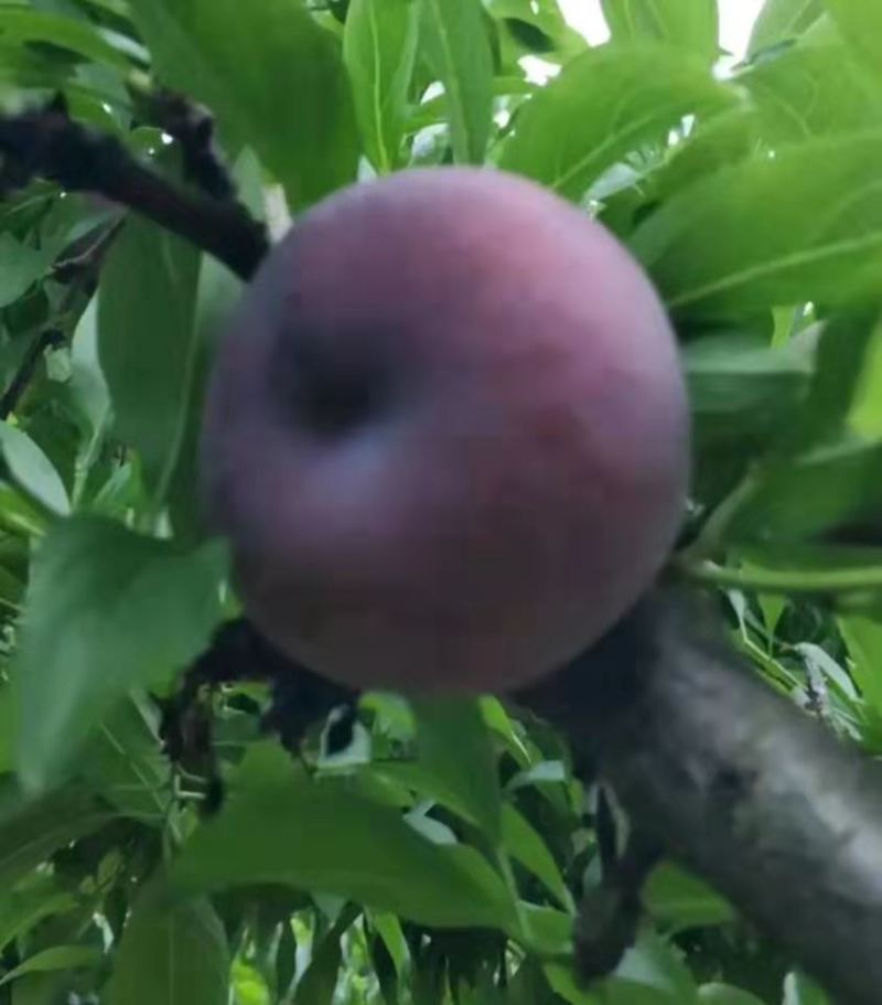 风味玫瑰李子，果肉红色，口感诺甜，支持电商代发和市场走货