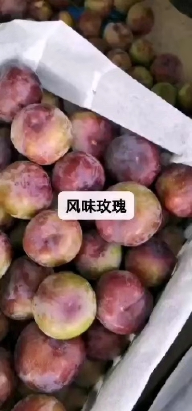 风味玫瑰李子，果肉红色，口感诺甜，支持电商代发和市场走货