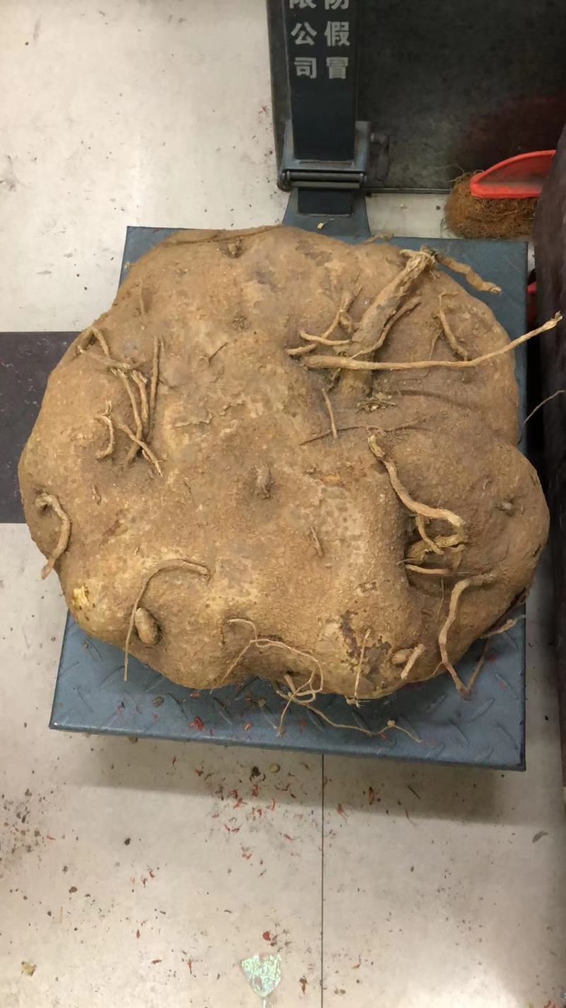 跑江湖地摊根子药砍砍药蛇连雪胆金龟莲鸡血藤
