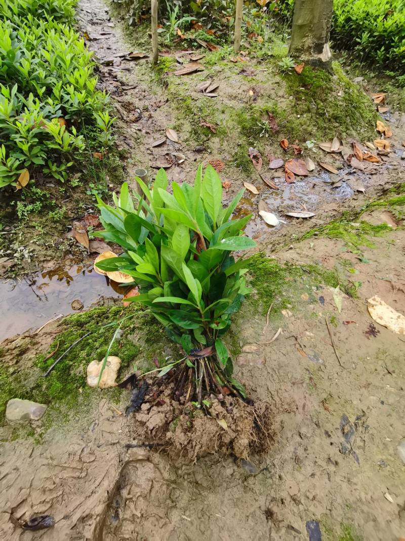 产地直供湖南毛鹃多花夏鹃圆叶紫鹃移栽夏鹃精品夏杜鹃地苗