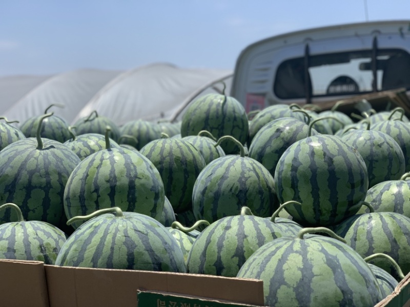 预售一百亩西瓜🍉美都直升苗一个星期过后开园