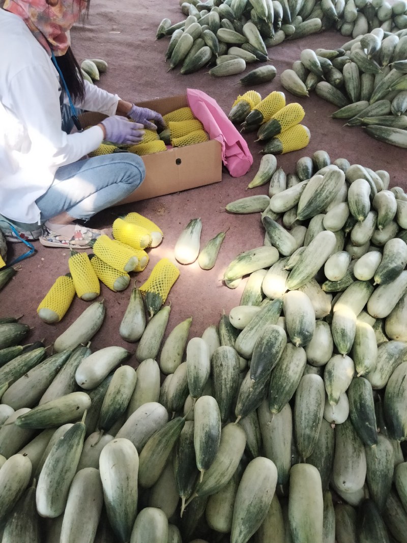 唐山乐亭羊角蜜甜瓜大量上市脆甜多汁产地直发量大从优