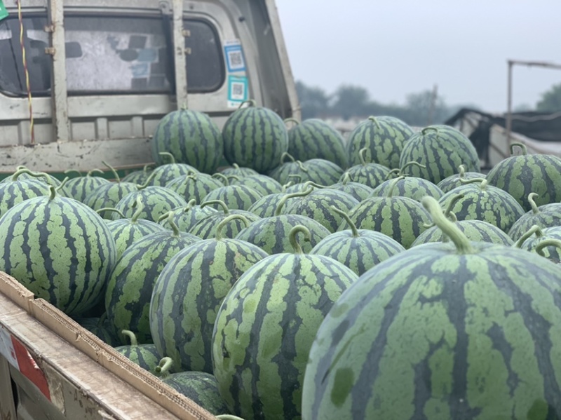 预售一百亩西瓜🍉美都直升苗一个星期过后开园