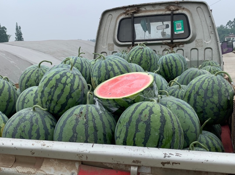 预售一百亩西瓜🍉美都直升苗一个星期过后开园