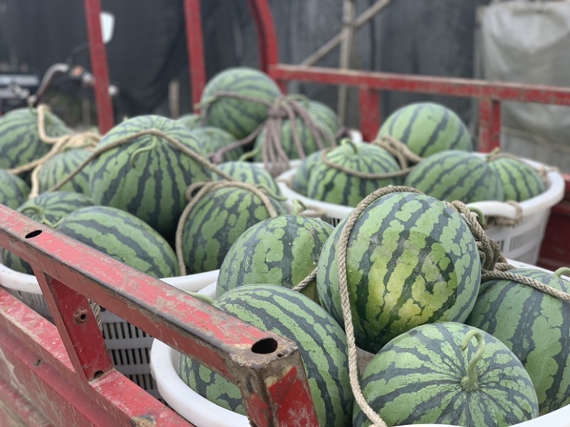 预售一百亩西瓜🍉美都直升苗一个星期过后开园