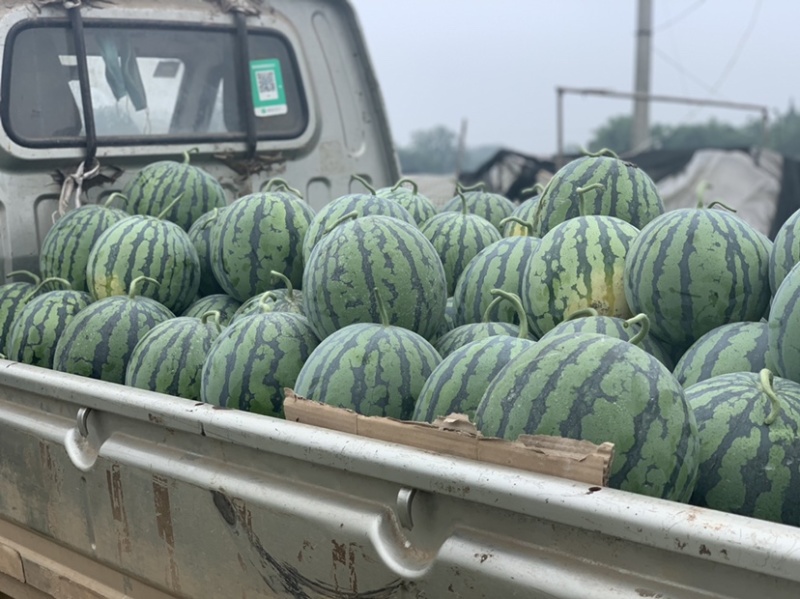 预售一百亩西瓜🍉美都直升苗一个星期过后开园