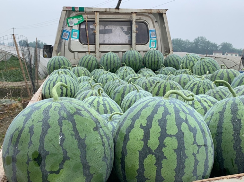 预售一百亩西瓜🍉美都直升苗一个星期过后开园