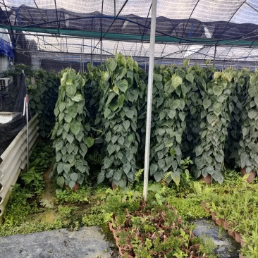 青叶藤