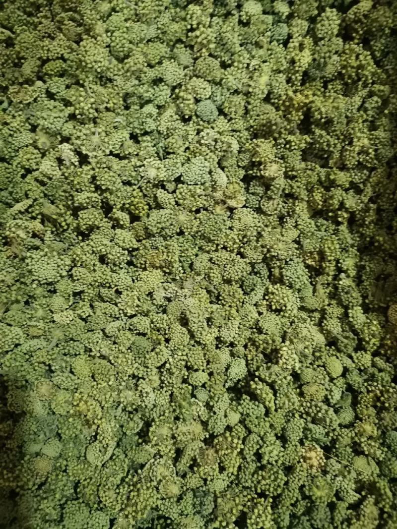 优质云南三七花三年两年四年花规格齐全量大从优