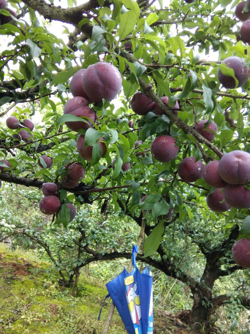 早黑李端午节后上市