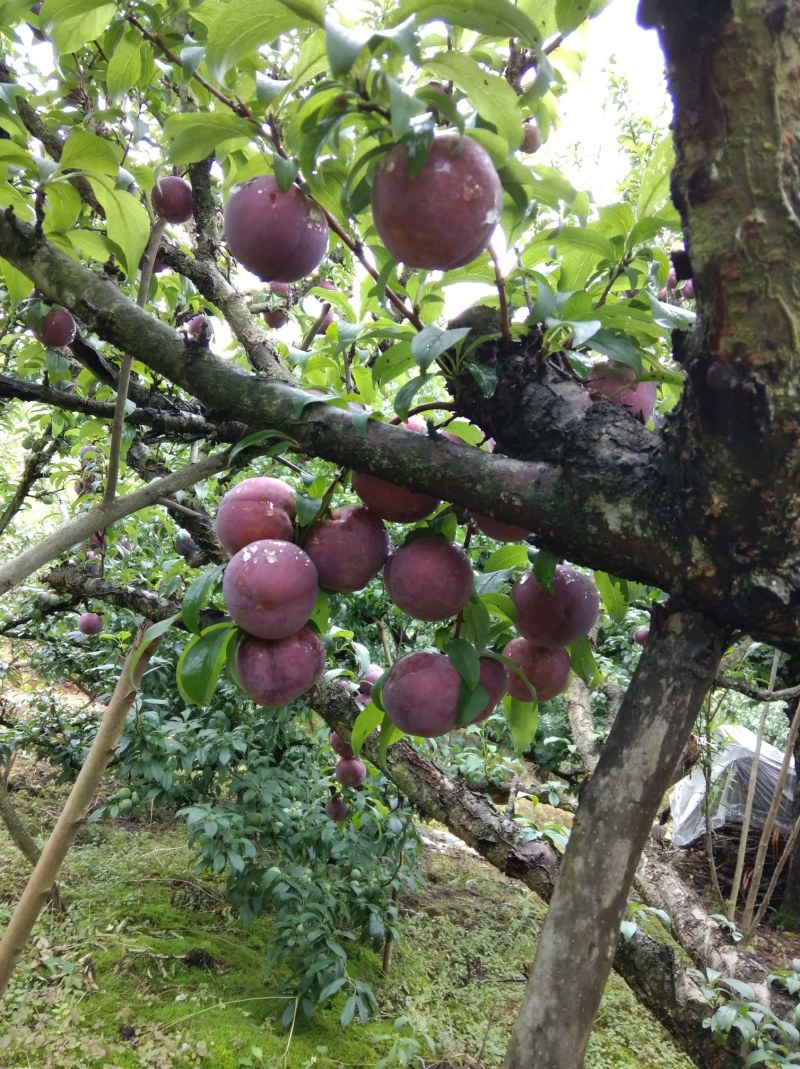 早黑李端午节后上市