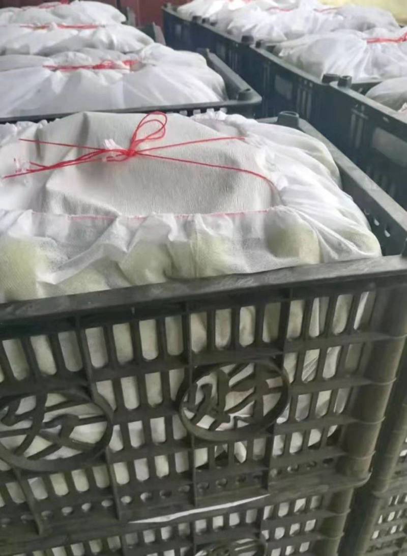 403甜李子大石早生口感脆甜货量大市场电商戒可发货