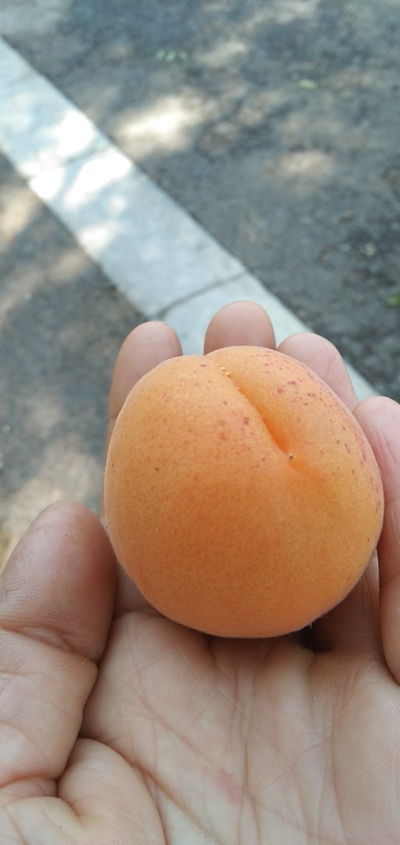 金太阳杏商品果，加工厂量大质优，田间现摘现发，一件代发