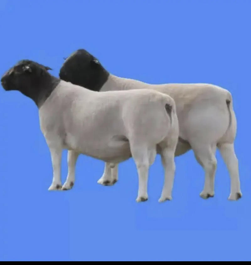 （包成活）黑头杜泊绵羊头胎二胎孕羊种公羊全国包邮