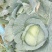 莲花白
