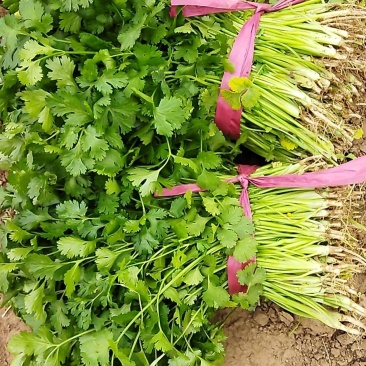 香菜无干尖儿无黄叶高度25-30公分地头收货