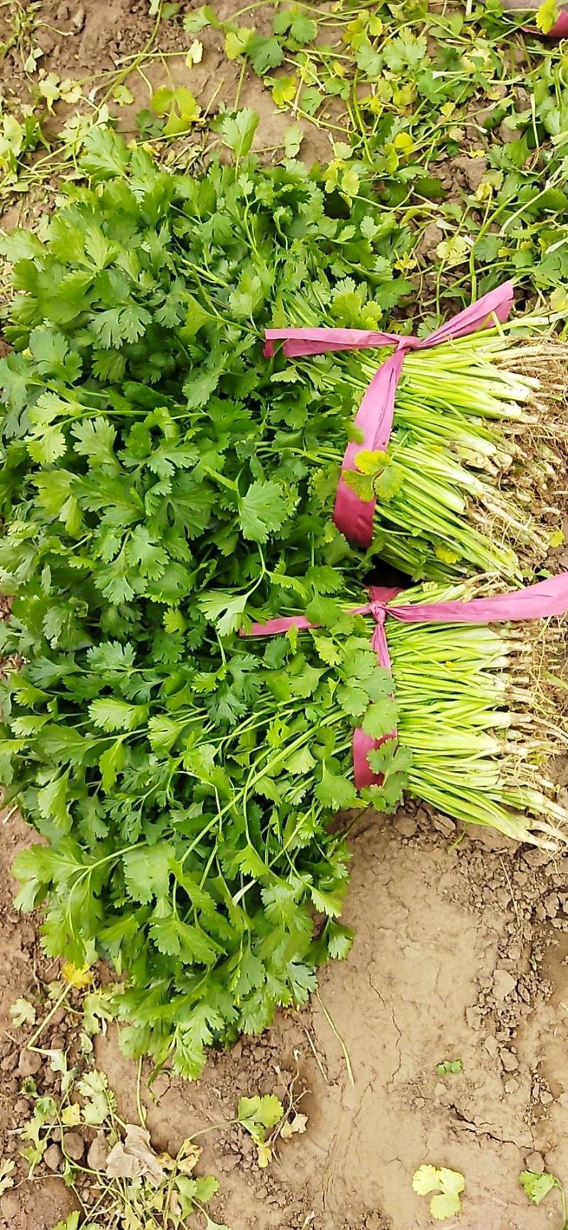 香菜无干尖儿无黄叶高度25-30公分地头收货