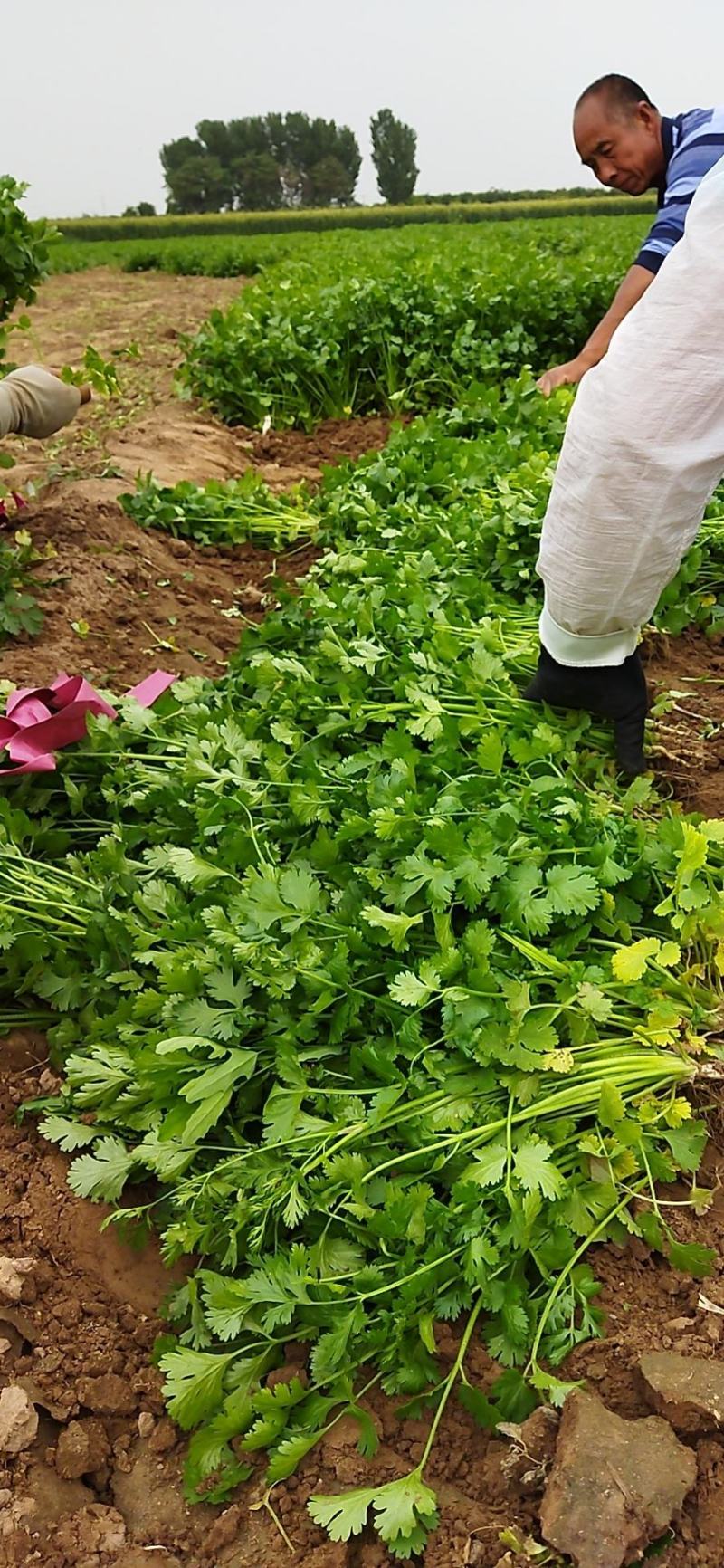 香菜无干尖儿无黄叶高度25-30公分地头收货