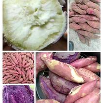 一点红，紫薯，龙薯大量供应