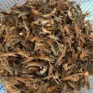 澳洲大龙虾1.5至3公分，苗场直供，易养，好活，包邮。