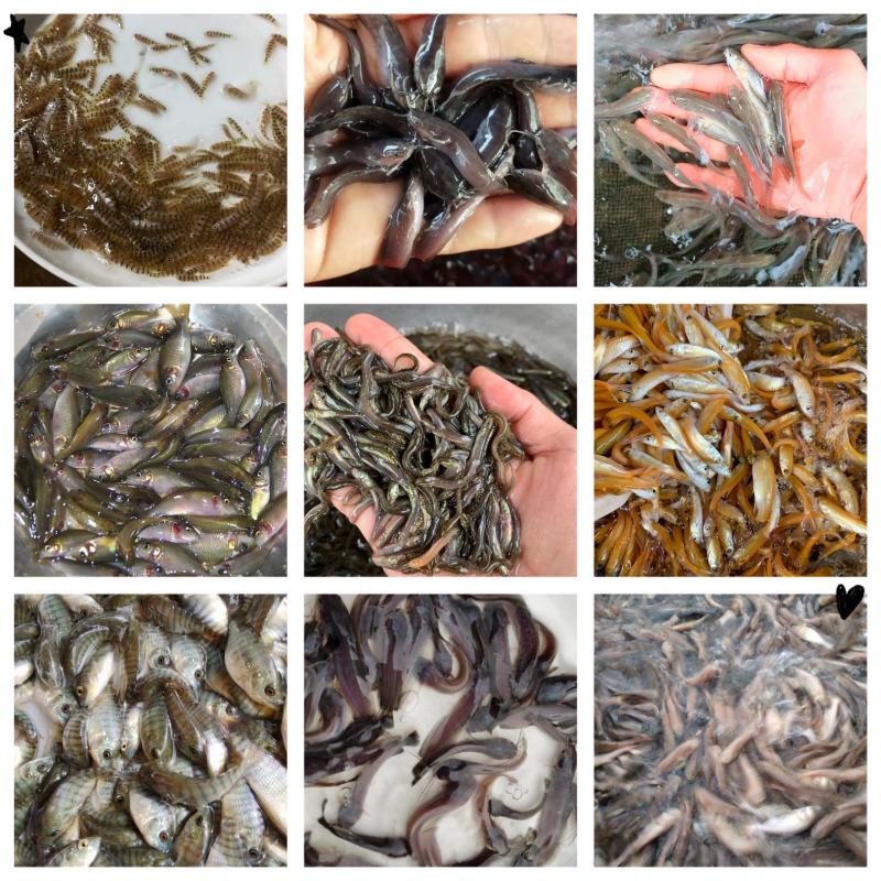 澳洲大龙虾1.5至3公分，苗场直供，易养，好活，包邮。