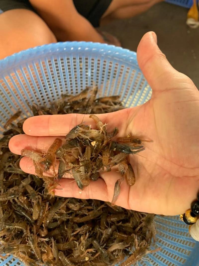 澳洲大龙虾1.5至3公分，苗场直供，易养，好活，包邮。