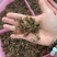 澳洲大龙虾1.5至3公分，苗场直供，易养，好活，包邮。