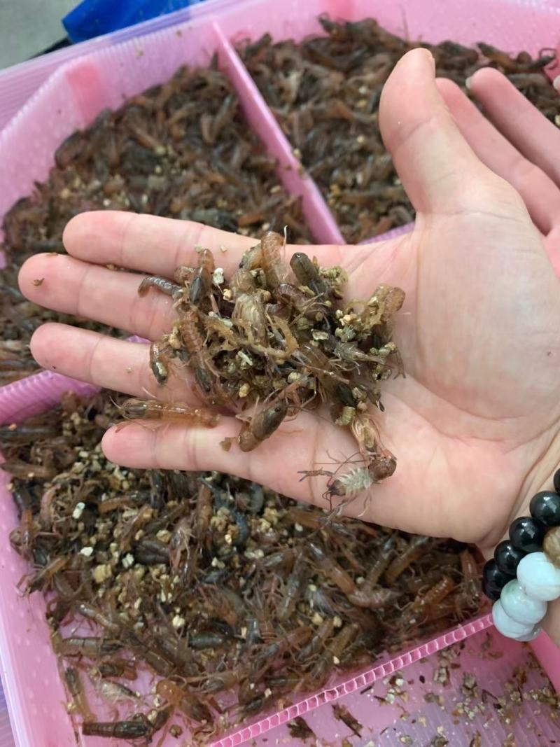 澳洲大龙虾1.5至3公分，苗场直供，易养，好活，包邮。