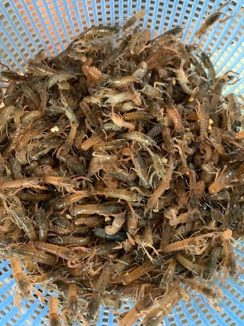 澳洲大龙虾1.5至3公分，苗场直供，易养，好活，包邮。