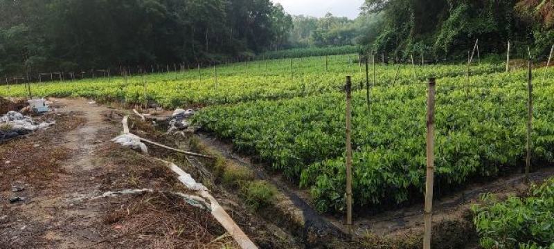 沉香树苗基地直供可视频看货免费提供技术支持欢迎咨询