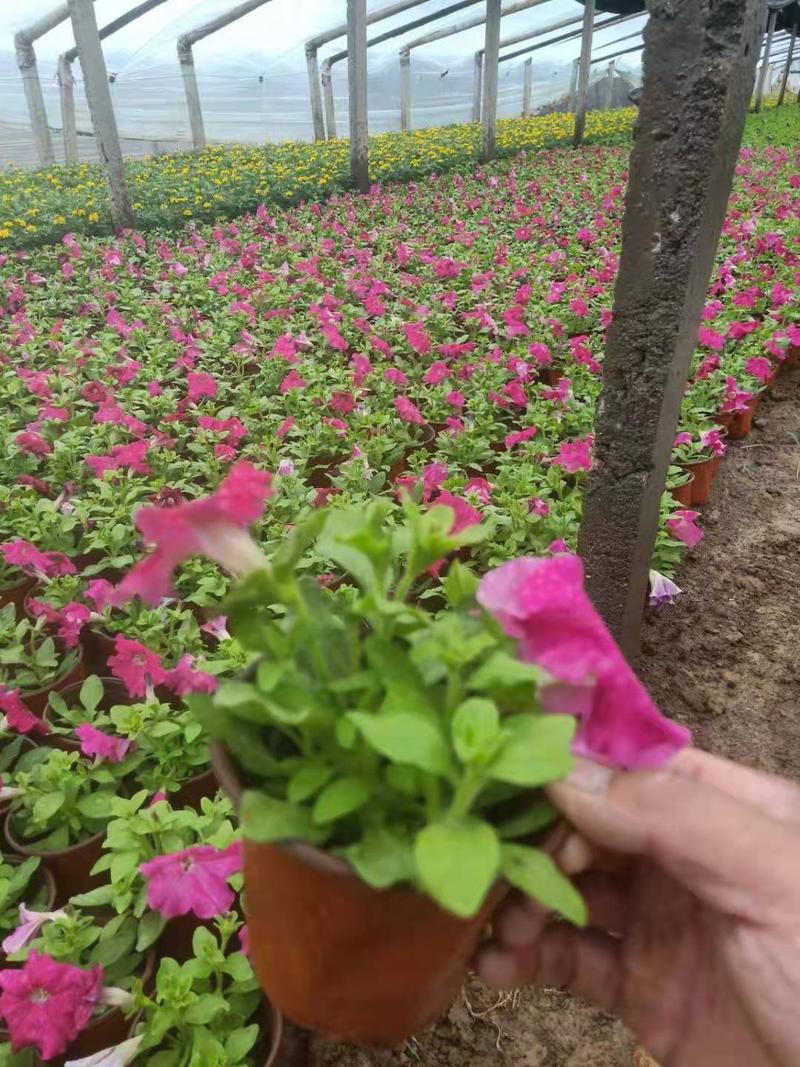 牵牛苗圃直发，多色牵牛价格低质量好，欢迎采购