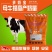 奶牛专用预混料自配料产奶量好泌乳量高英美尔奶牛专用预混合
