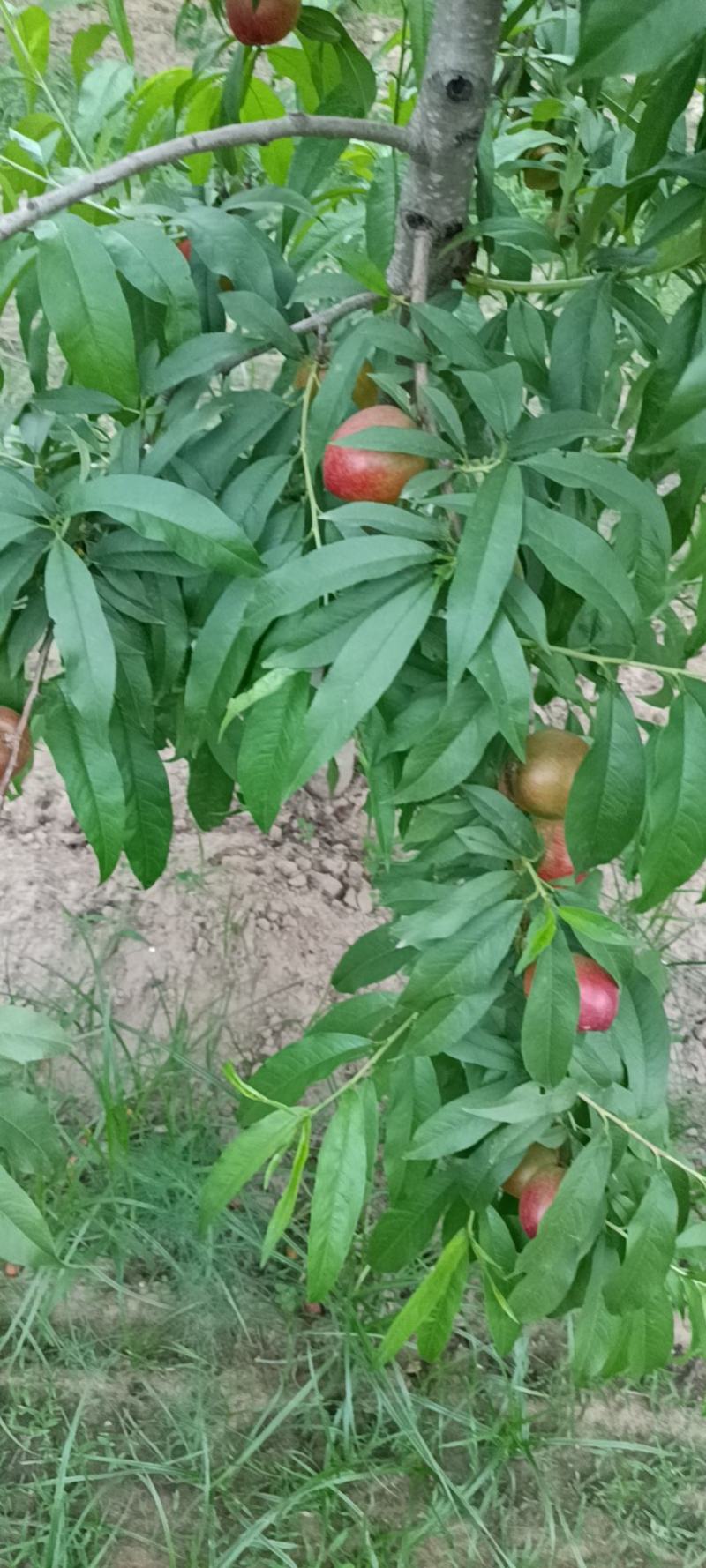 黄肉油桃