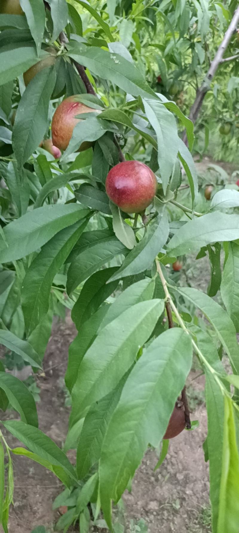 黄肉油桃