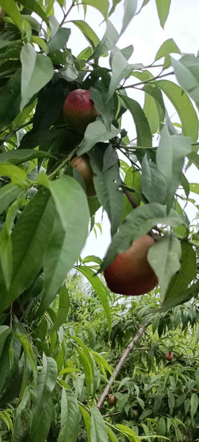 黄肉油桃